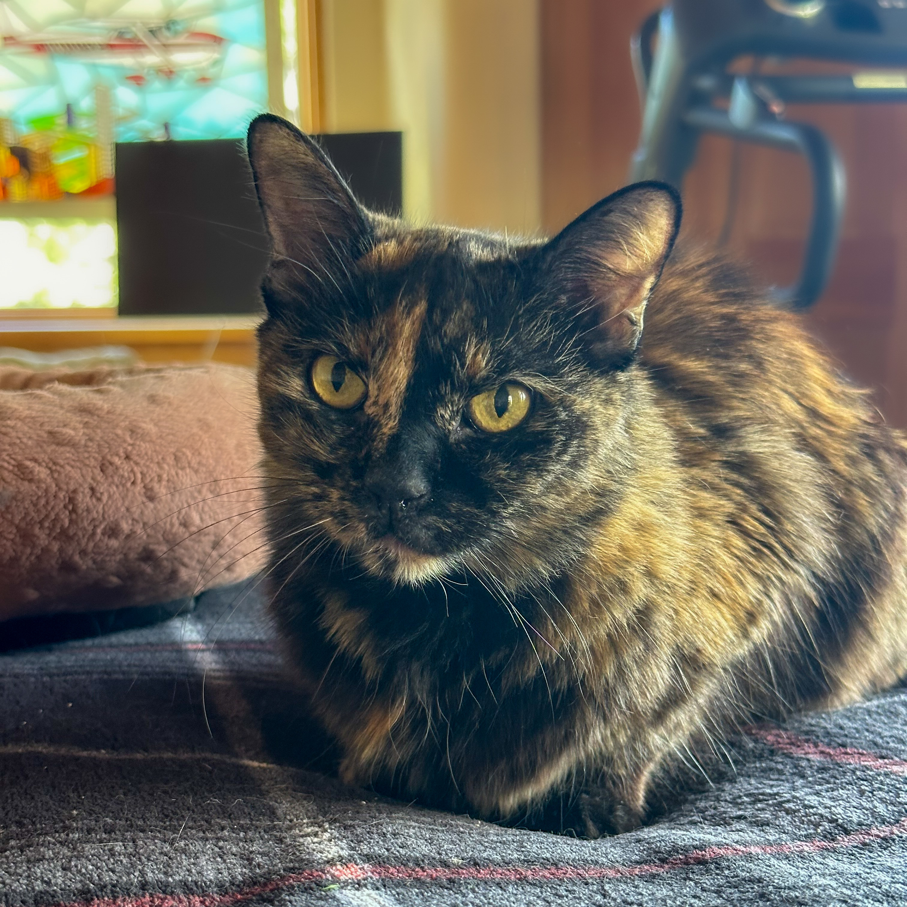 Petra [Permanent Foster], an adoptable Turkish Angora, Domestic Medium Hair in Santa Fe, NM, 87501 | Photo Image 1