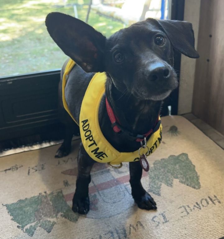 Dog for adoption Ledger, a Chihuahua & Dachshund Mix in Nashville, TN