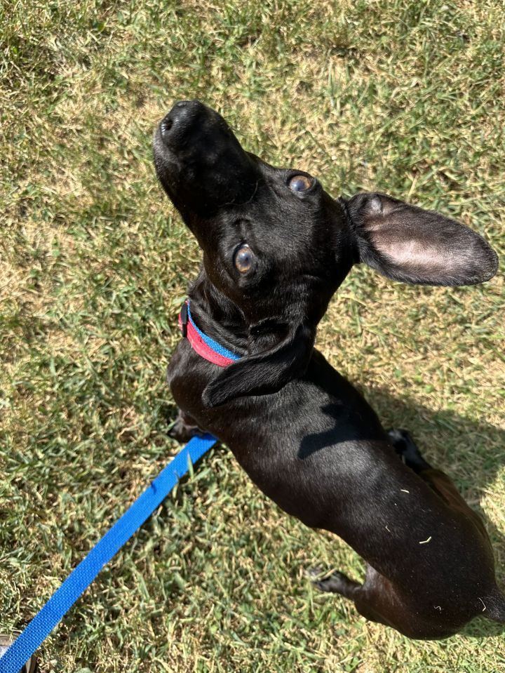 Dog for adoption Ledger, a Chihuahua & Dachshund Mix in Nashville, TN