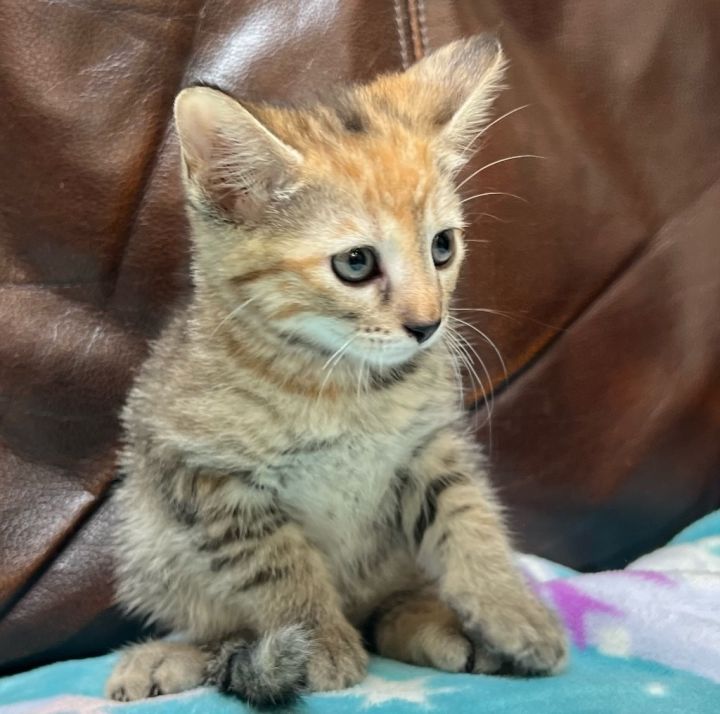 Cat for adoption Harley Quinn, a Domestic Medium Hair Mix in Columbia