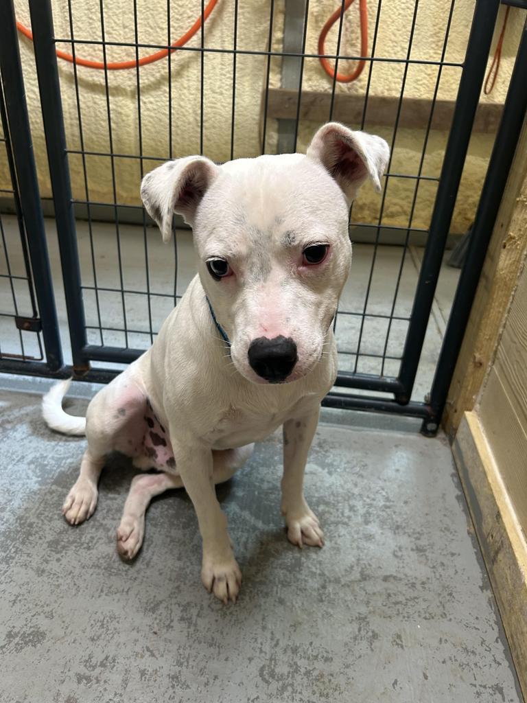 Kiba, an adoptable Bull Terrier in Ruston, LA, 71270 | Photo Image 1