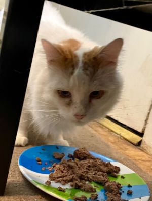 Sable, Adult Male Domestic Long Hair