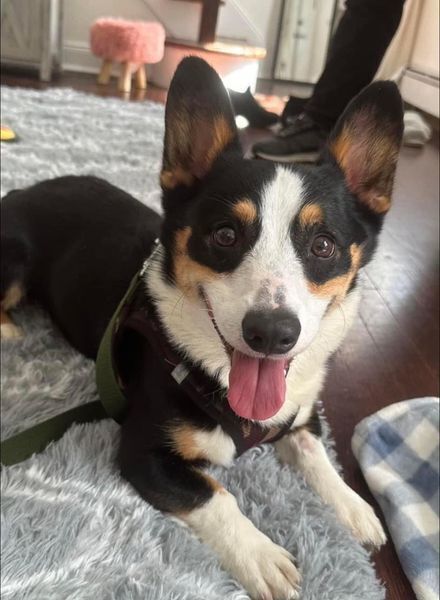 Smores, an adoptable Corgi in Huntington, NY, 11743 | Photo Image 1