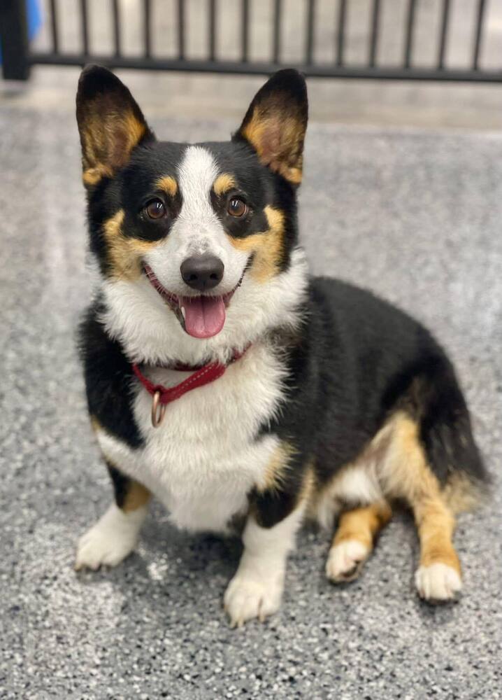 Smores, an adoptable Corgi in Huntington, NY, 11743 | Photo Image 1