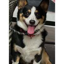 Smores, an adoptable Corgi in Huntington, NY, 11743 | Photo Image 2