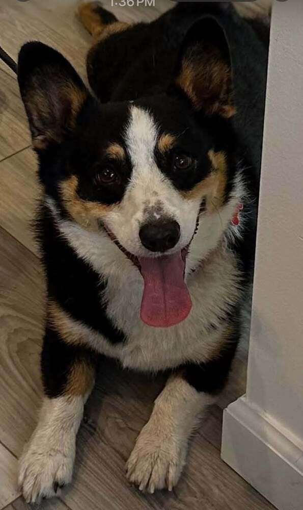 Smores, an adoptable Corgi in Huntington, NY, 11743 | Photo Image 2