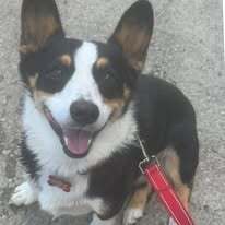 Smores, an adoptable Corgi in Huntington, NY, 11743 | Photo Image 3