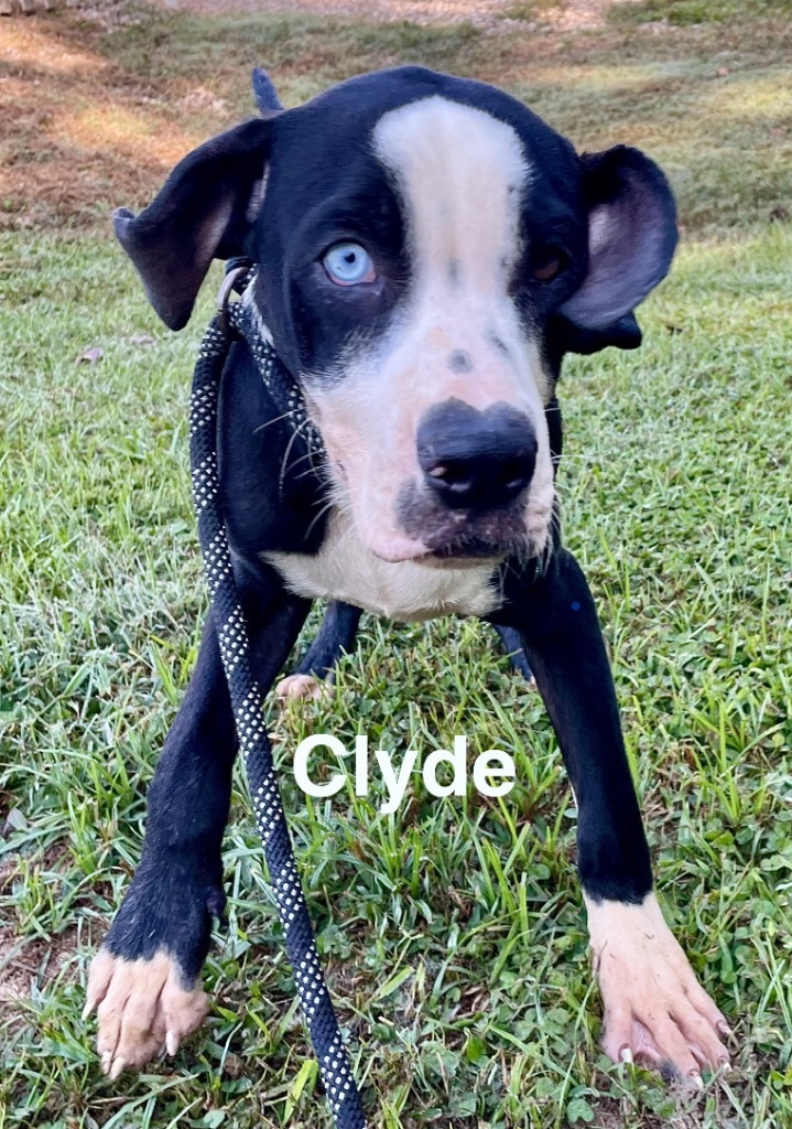 Clyde 1