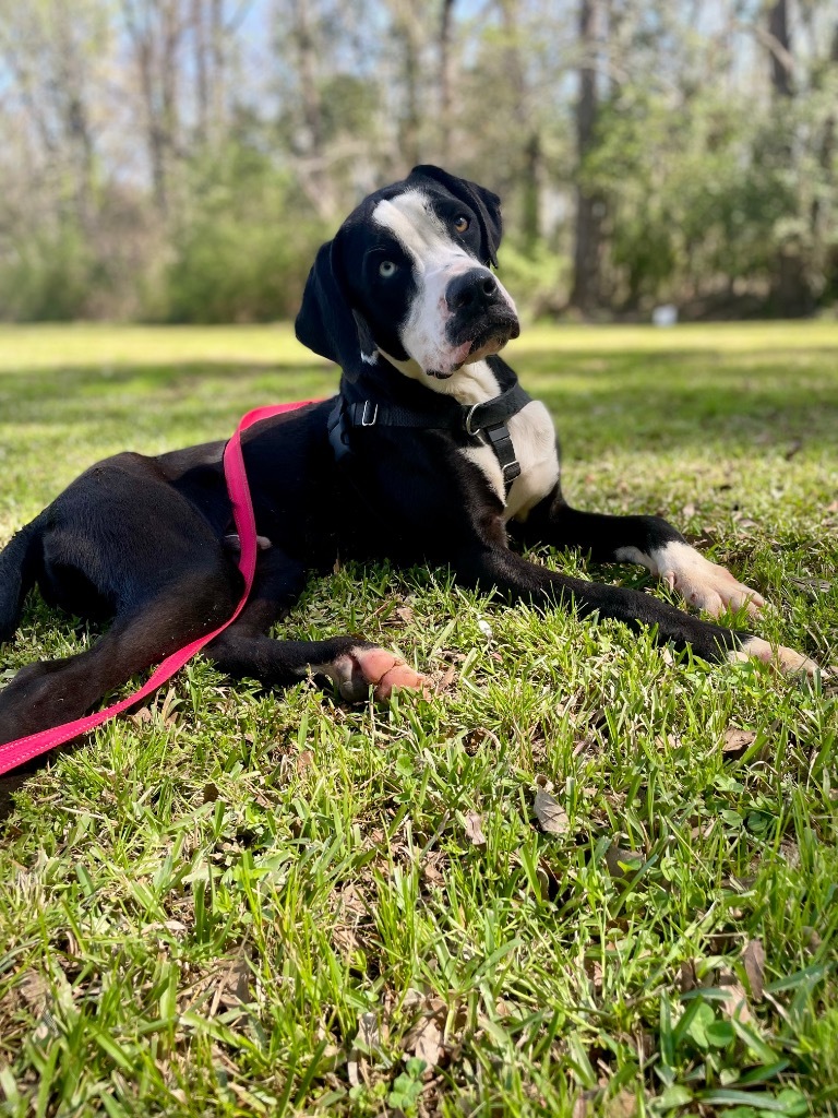 Clyde