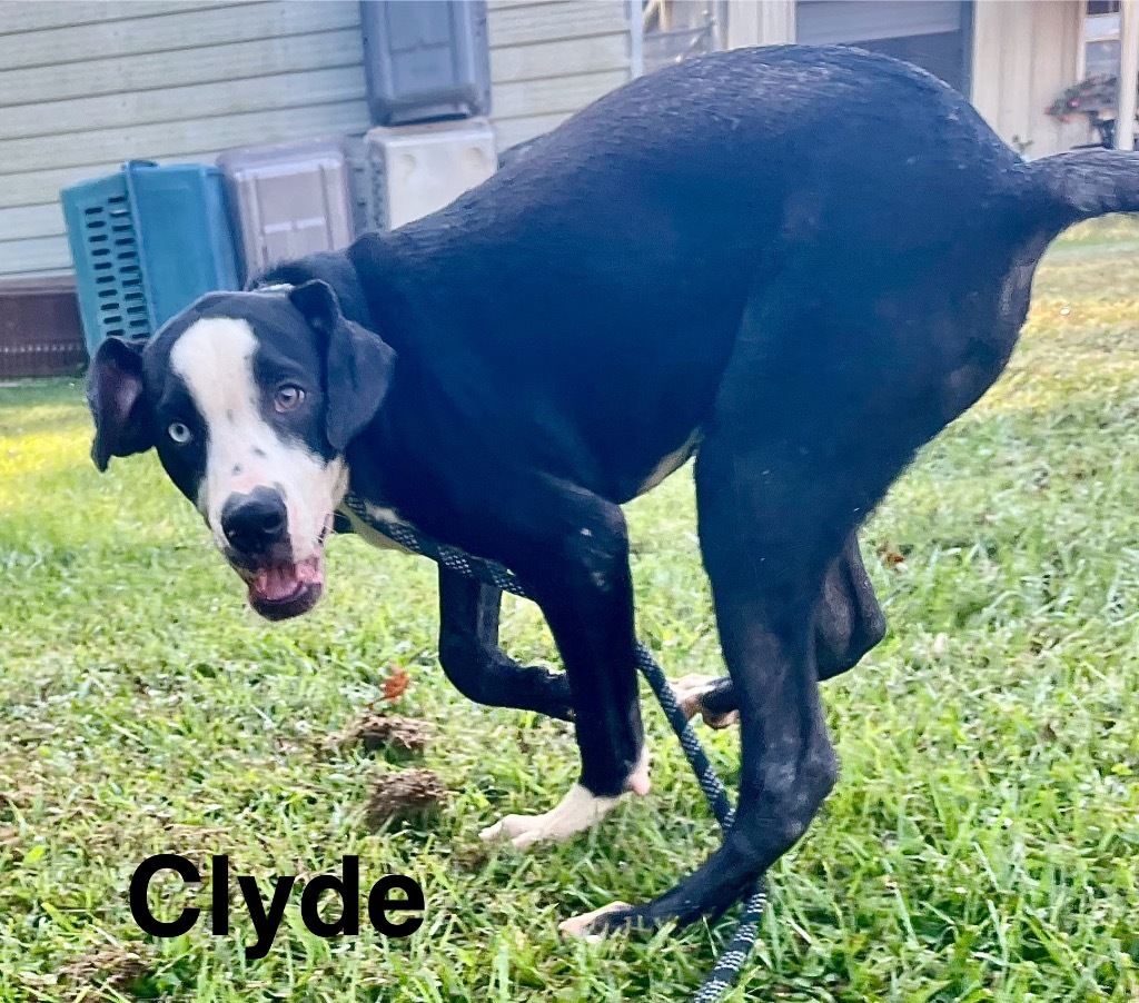 Clyde