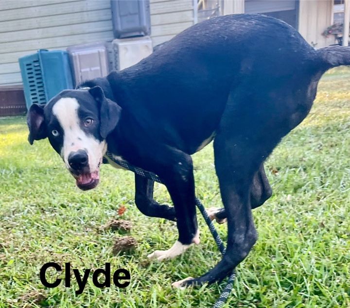 Clyde 3