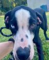 Clyde photo 5