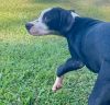 Clyde photo 6