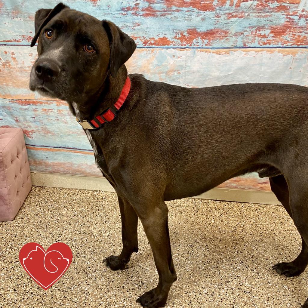 Dillinger, an adoptable Mixed Breed in Cheyenne, WY, 82007 | Photo Image 1