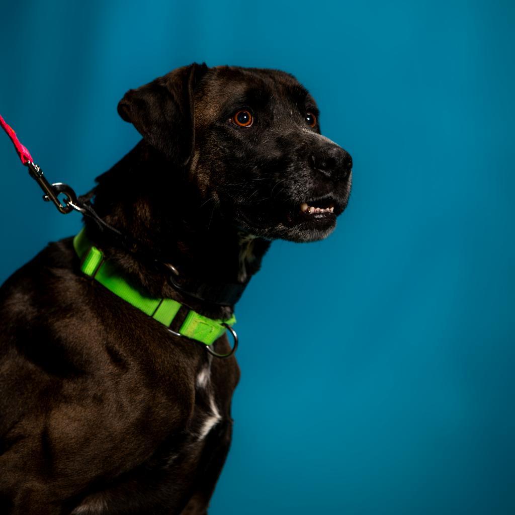 Dillinger, an adoptable Mixed Breed in Cheyenne, WY, 82007 | Photo Image 4