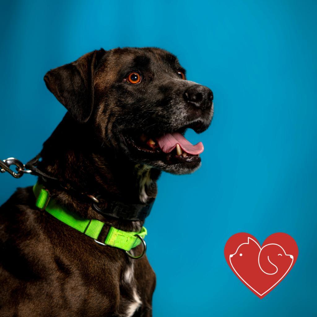 Dillinger, an adoptable Mixed Breed in Cheyenne, WY, 82007 | Photo Image 5