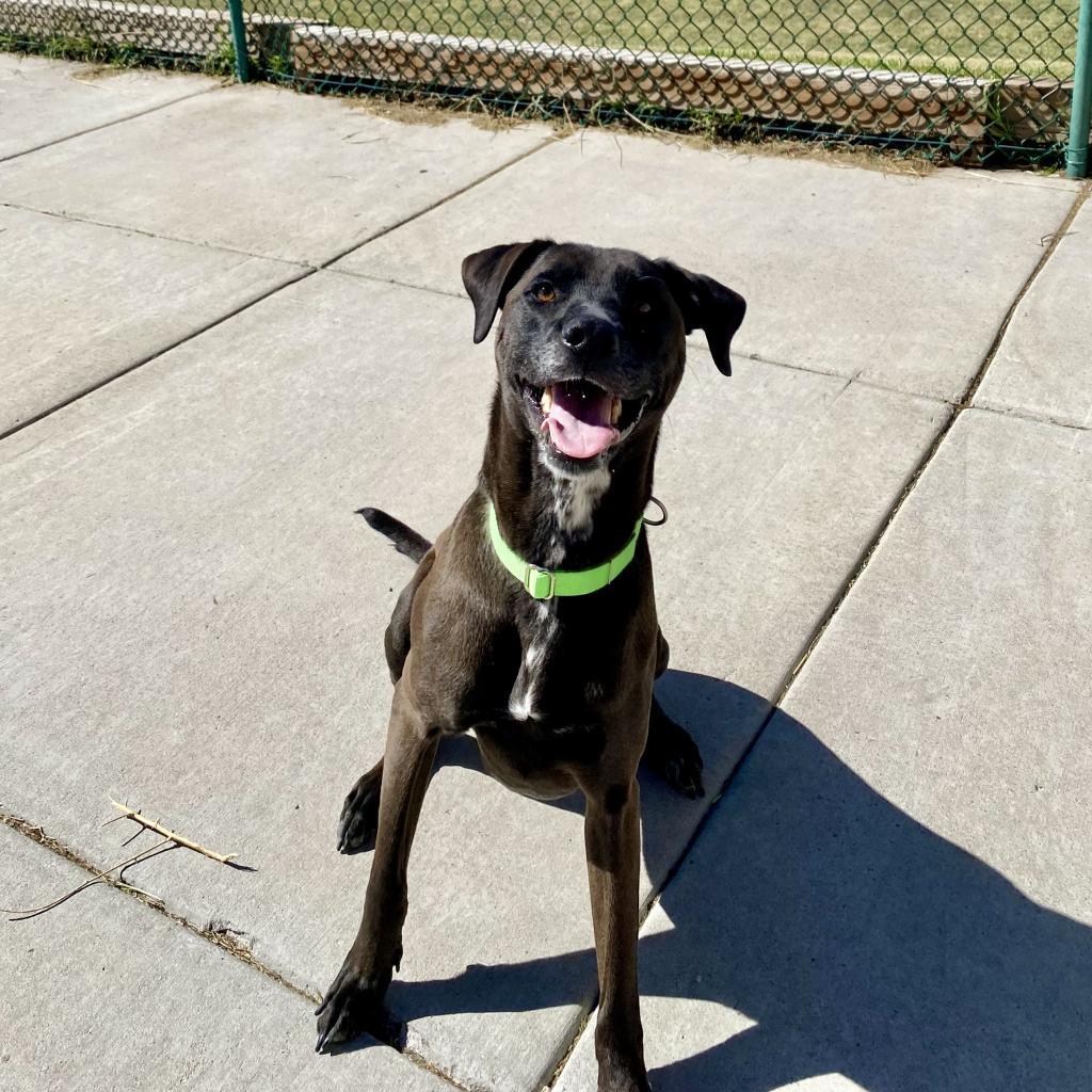 Dillinger, an adoptable Mixed Breed in Cheyenne, WY, 82007 | Photo Image 6