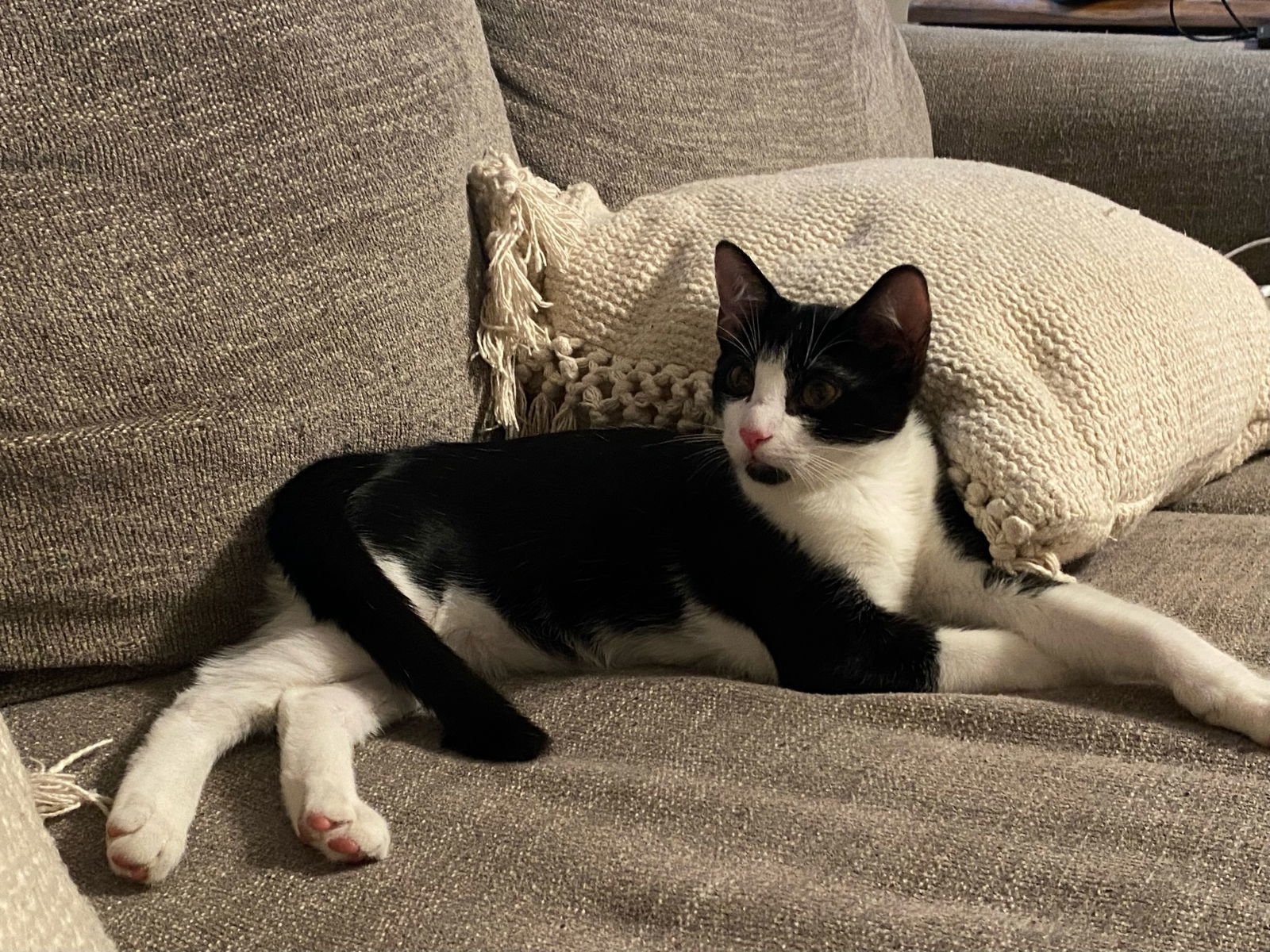 Boba ( Napa GDS)