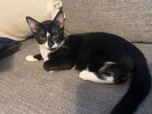 Chamomile ( Napa GDS), Young Male Tuxedo