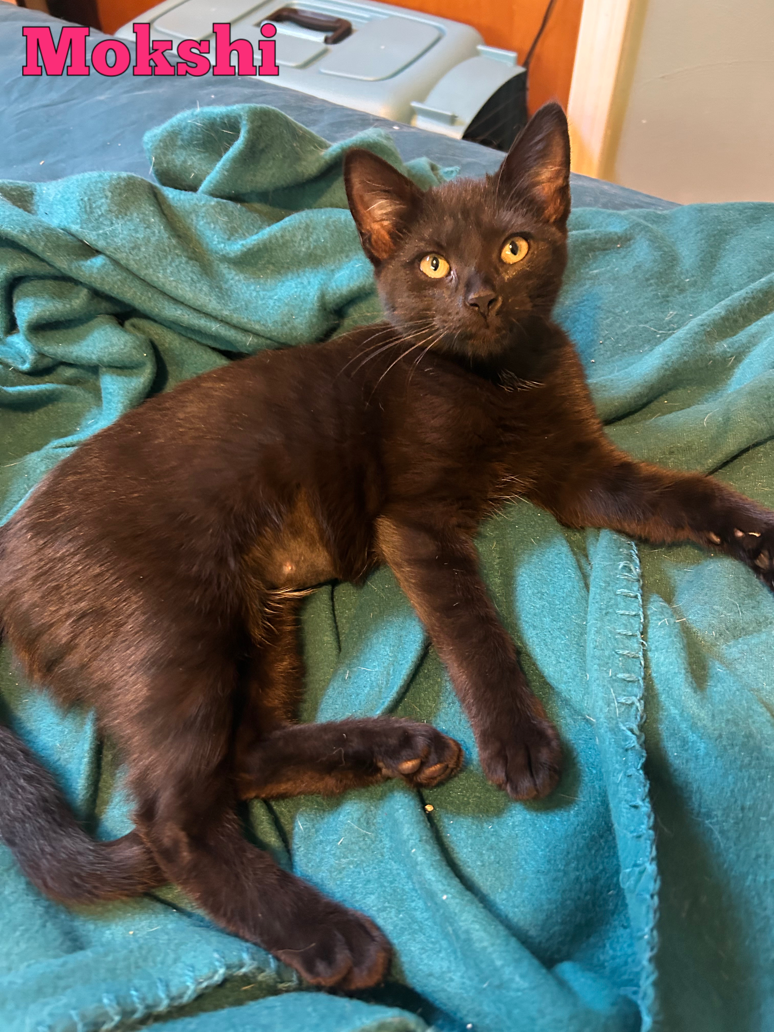 Cat for adoption Mokshi, a Domestic Short Hair in West Mifflin, PA Petfinder