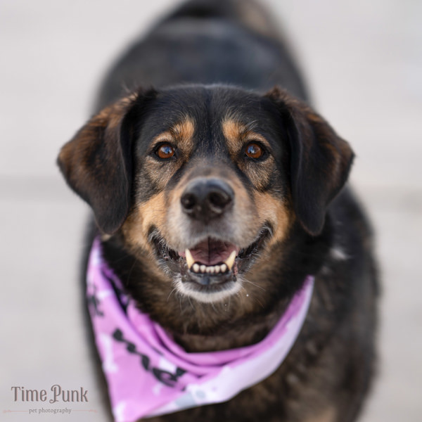 Mari Jane, an adoptable German Shepherd Dog, Siberian Husky in Salt Lake City, UT, 84123 | Photo Image 1