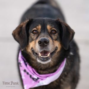 Mari Jane, Senior Female German Shepherd Dog