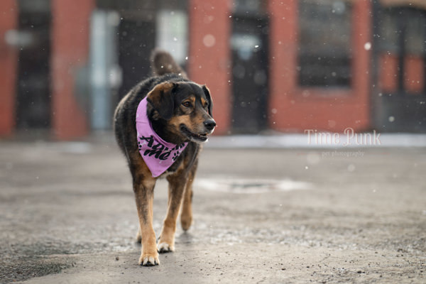 Mari Jane, an adoptable German Shepherd Dog, Siberian Husky in Salt Lake City, UT, 84123 | Photo Image 2