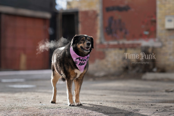 Mari Jane, an adoptable German Shepherd Dog, Siberian Husky in Salt Lake City, UT, 84123 | Photo Image 3