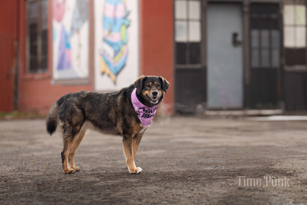 Mari Jane, an adoptable German Shepherd Dog, Siberian Husky in Salt Lake City, UT, 84123 | Photo Image 4