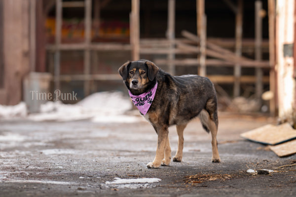 Mari Jane, an adoptable German Shepherd Dog, Siberian Husky in Salt Lake City, UT, 84123 | Photo Image 5