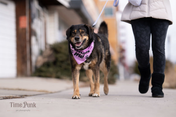Mari Jane, an adoptable German Shepherd Dog, Siberian Husky in Salt Lake City, UT, 84123 | Photo Image 6