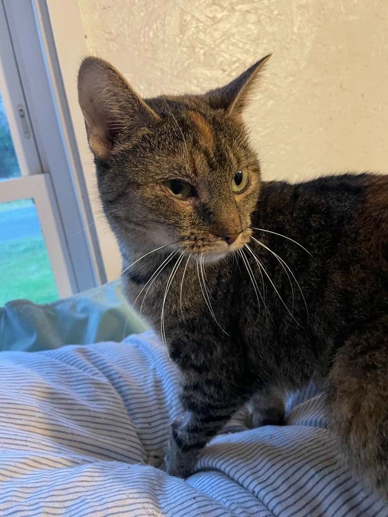 Kitty
