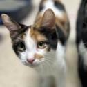 Brook, an adoptable Domestic Short Hair in Poplar Bluff, MO, 63901 | Photo Image 1