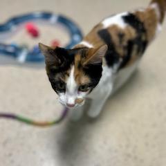 Brook, an adoptable Domestic Short Hair in Poplar Bluff, MO, 63901 | Photo Image 2