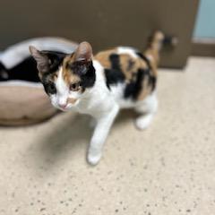Brook, an adoptable Domestic Short Hair in Poplar Bluff, MO, 63901 | Photo Image 3