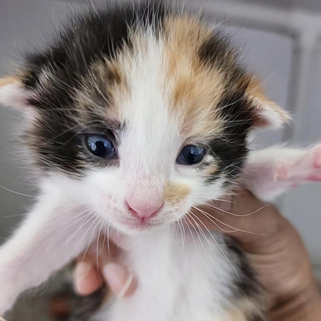 Brook, an adoptable Domestic Short Hair in Poplar Bluff, MO, 63901 | Photo Image 5