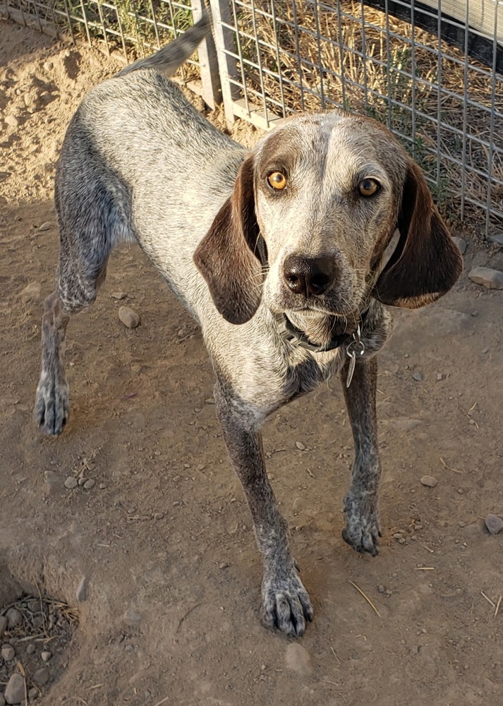 Baby Blue (BB), an adoptable Hound, Australian Cattle Dog / Blue Heeler in Challis, ID, 83226 | Photo Image 1