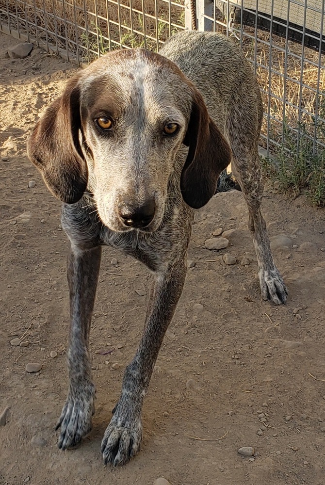 Baby Blue (BB), an adoptable Hound, Australian Cattle Dog / Blue Heeler in Challis, ID, 83226 | Photo Image 2