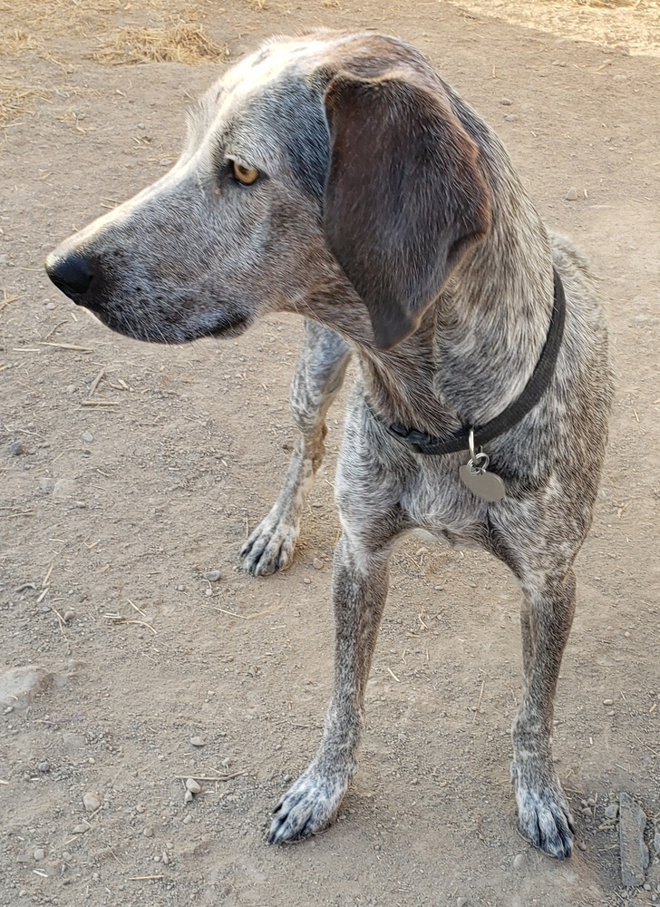 Baby Blue (BB), an adoptable Hound, Australian Cattle Dog / Blue Heeler in Challis, ID, 83226 | Photo Image 3