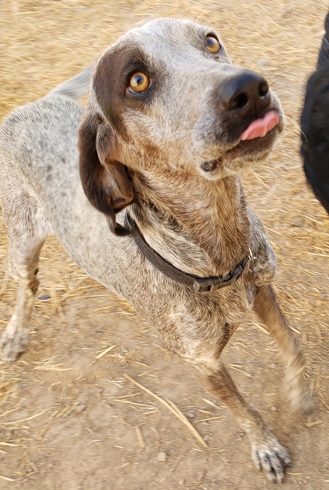 Baby Blue (BB), an adoptable Hound, Australian Cattle Dog / Blue Heeler in Challis, ID, 83226 | Photo Image 4