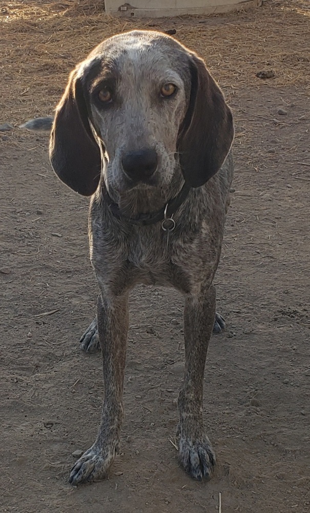 Baby Blue (BB), an adoptable Hound, Australian Cattle Dog / Blue Heeler in Challis, ID, 83226 | Photo Image 5