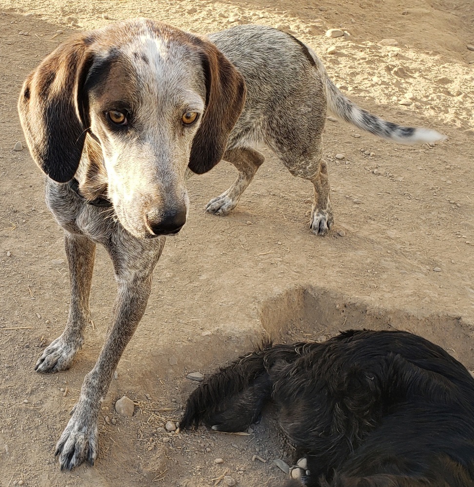 Baby Blue (BB), an adoptable Hound, Australian Cattle Dog / Blue Heeler in Challis, ID, 83226 | Photo Image 6