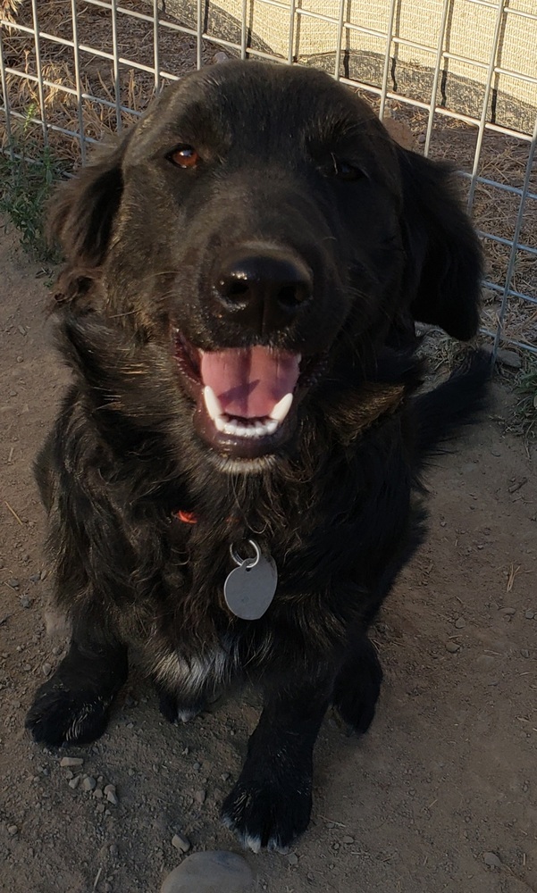 Luna, an adoptable Border Collie in Challis, ID, 83226 | Photo Image 2