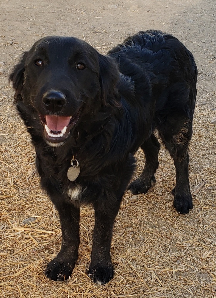 Luna, an adoptable Border Collie in Challis, ID, 83226 | Photo Image 3