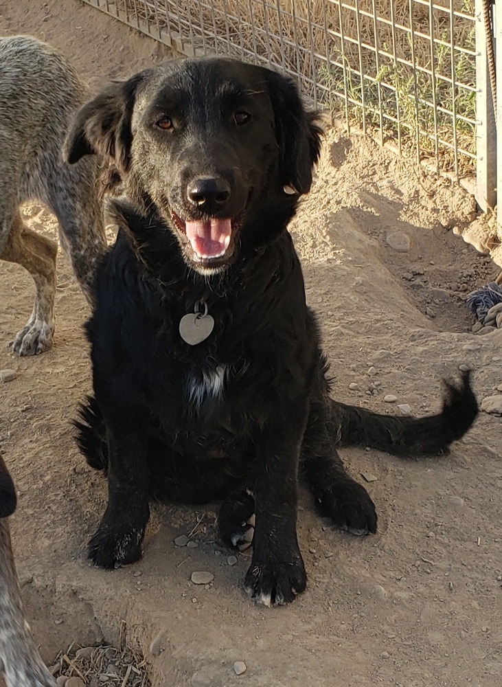 Luna, an adoptable Border Collie in Challis, ID, 83226 | Photo Image 4