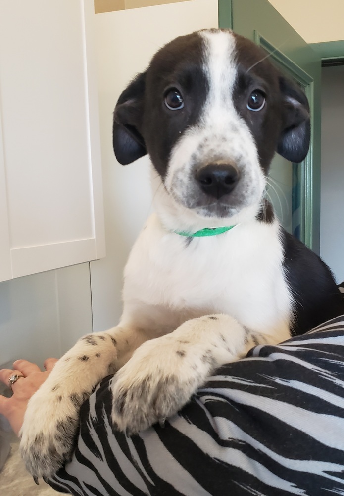 Alvin, an adoptable Border Collie, Husky in Challis, ID, 83226 | Photo Image 1