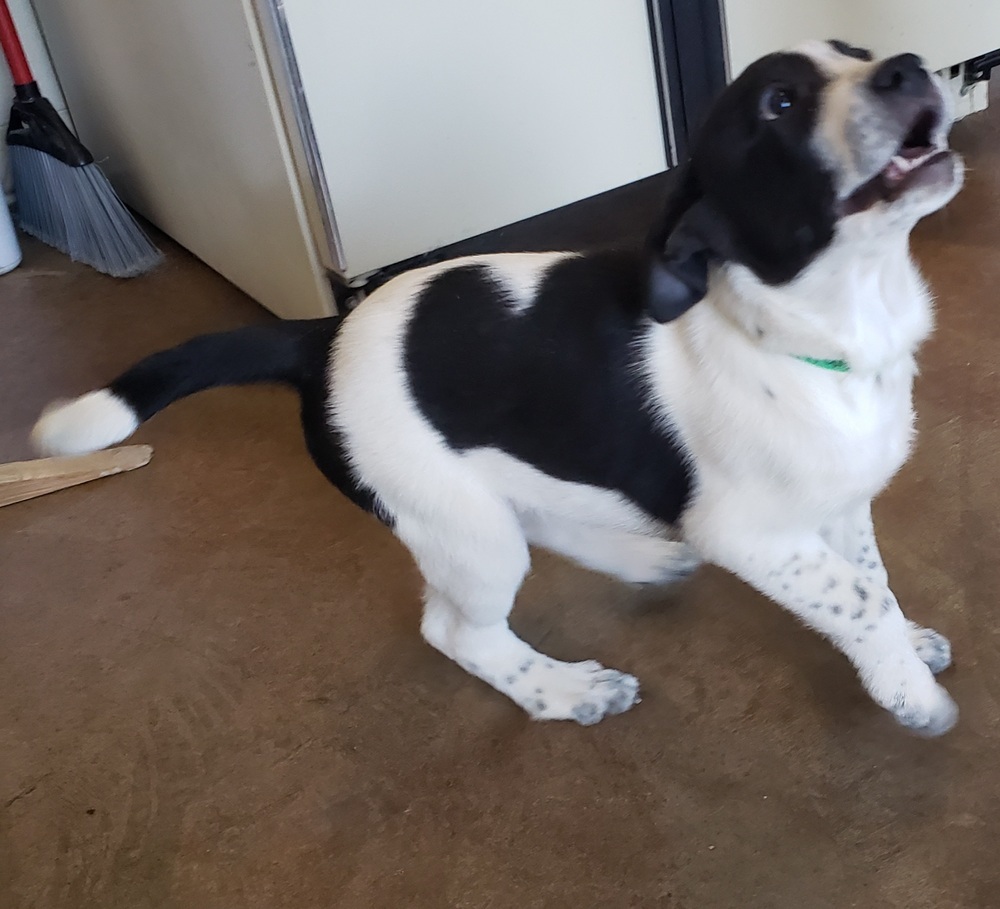 Alvin, an adoptable Border Collie, Husky in Challis, ID, 83226 | Photo Image 3