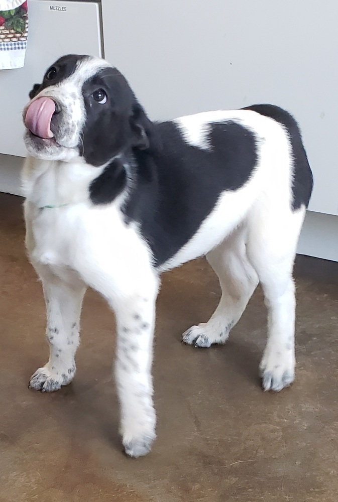 Alvin, an adoptable Border Collie, Husky in Challis, ID, 83226 | Photo Image 4