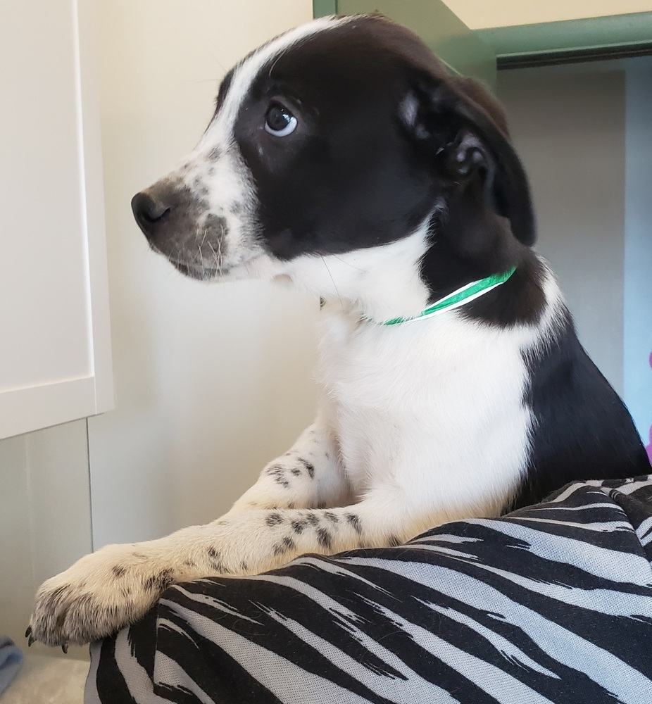 Alvin, an adoptable Border Collie, Husky in Challis, ID, 83226 | Photo Image 5