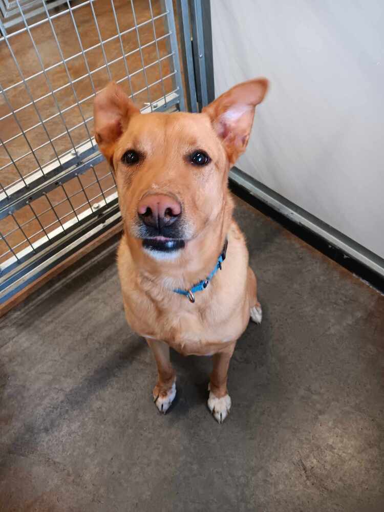 Cindy, an adoptable Labrador Retriever, Shepherd in Challis, ID, 83226 | Photo Image 1